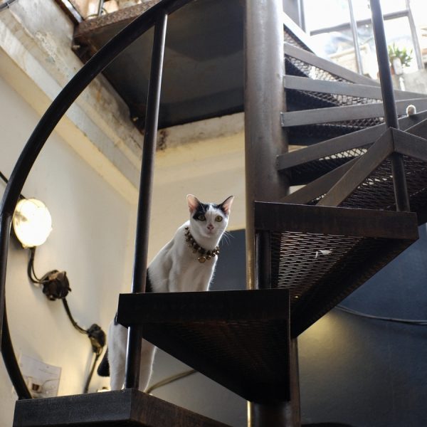 low-angle-portrait-cat-standing-steps